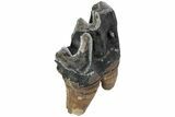 Fossil Woolly Rhino (Coelodonta) Tooth - Siberia #225196-3